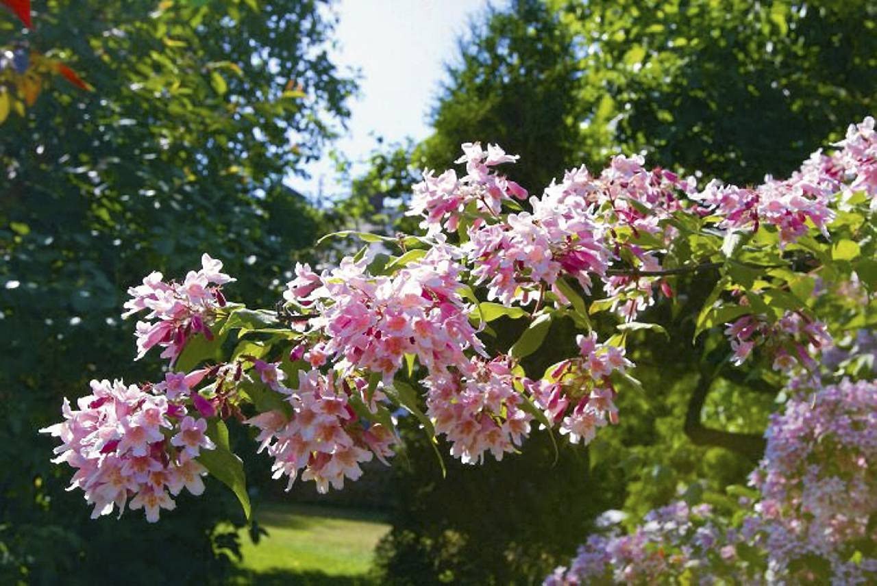 Кустарник кольквиция фото и описание сорта