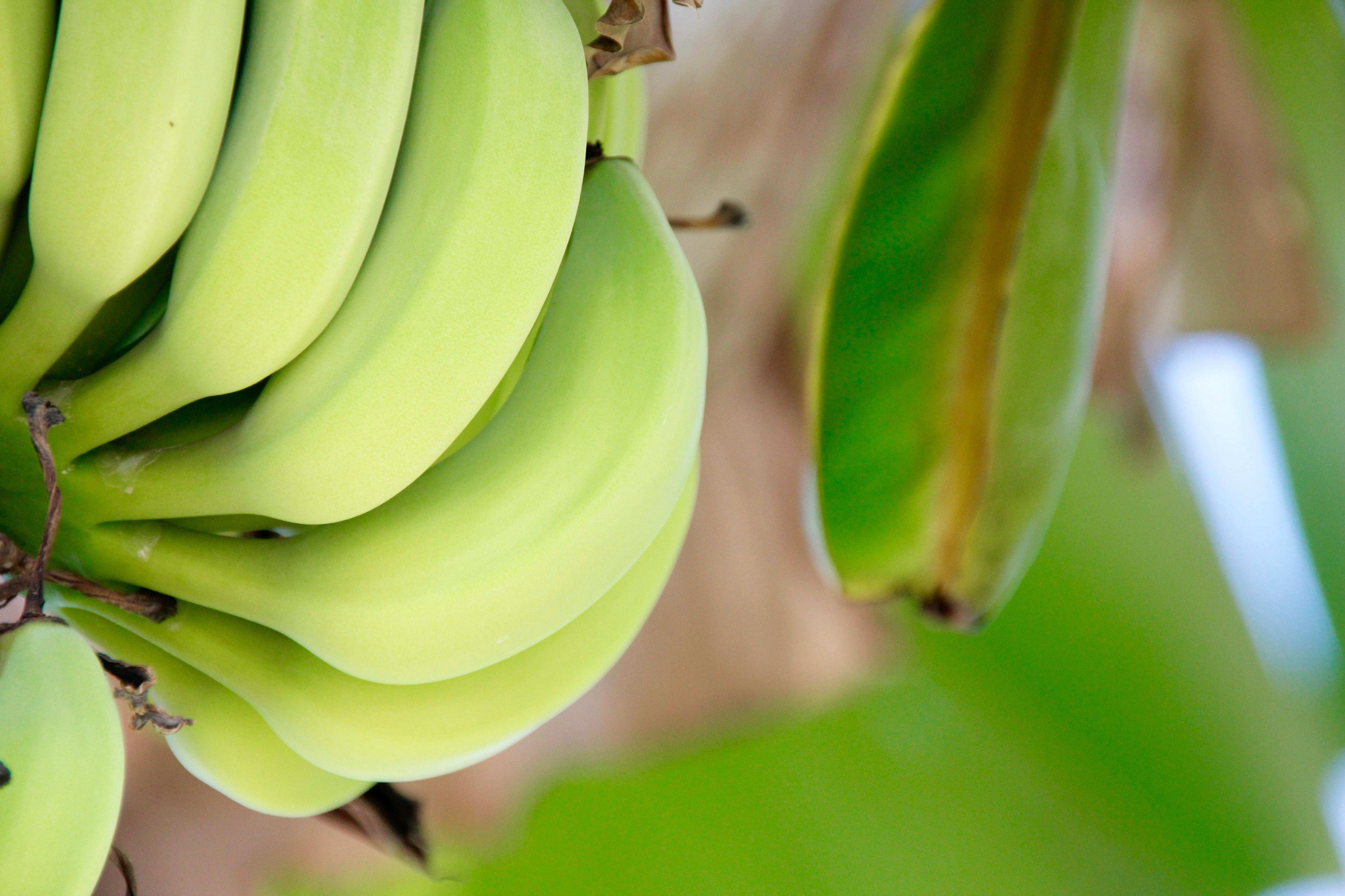 Банан это трава фрукт овощ или ягода. Платано бананы. Банан растение. Банан дерево. Банановое растение.