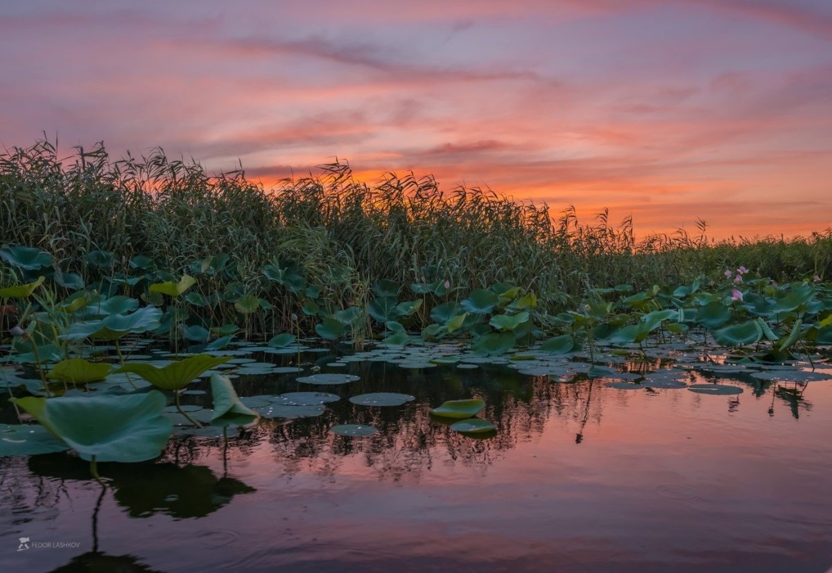 Водно болотные угодья озера ханка