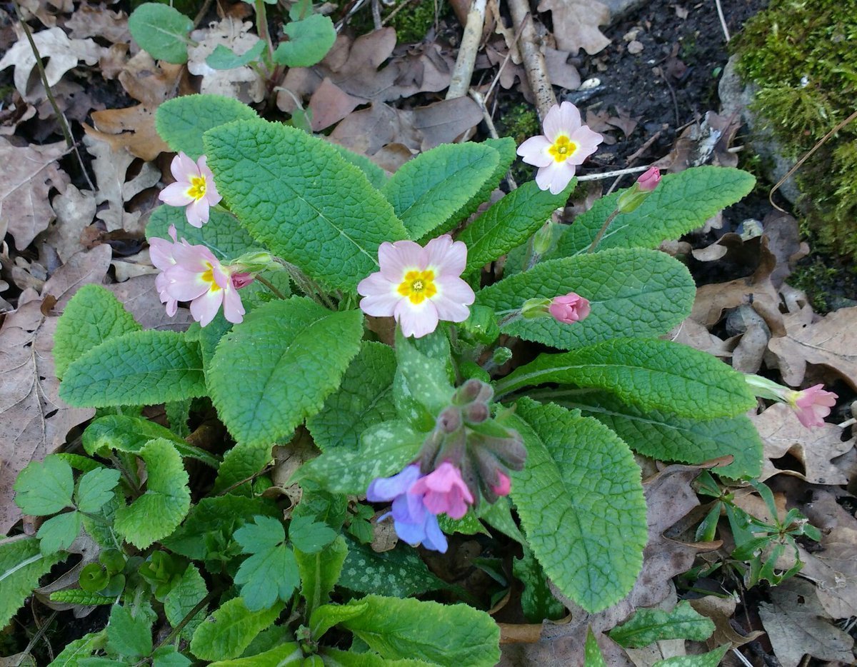 Pulmonaria officinalis