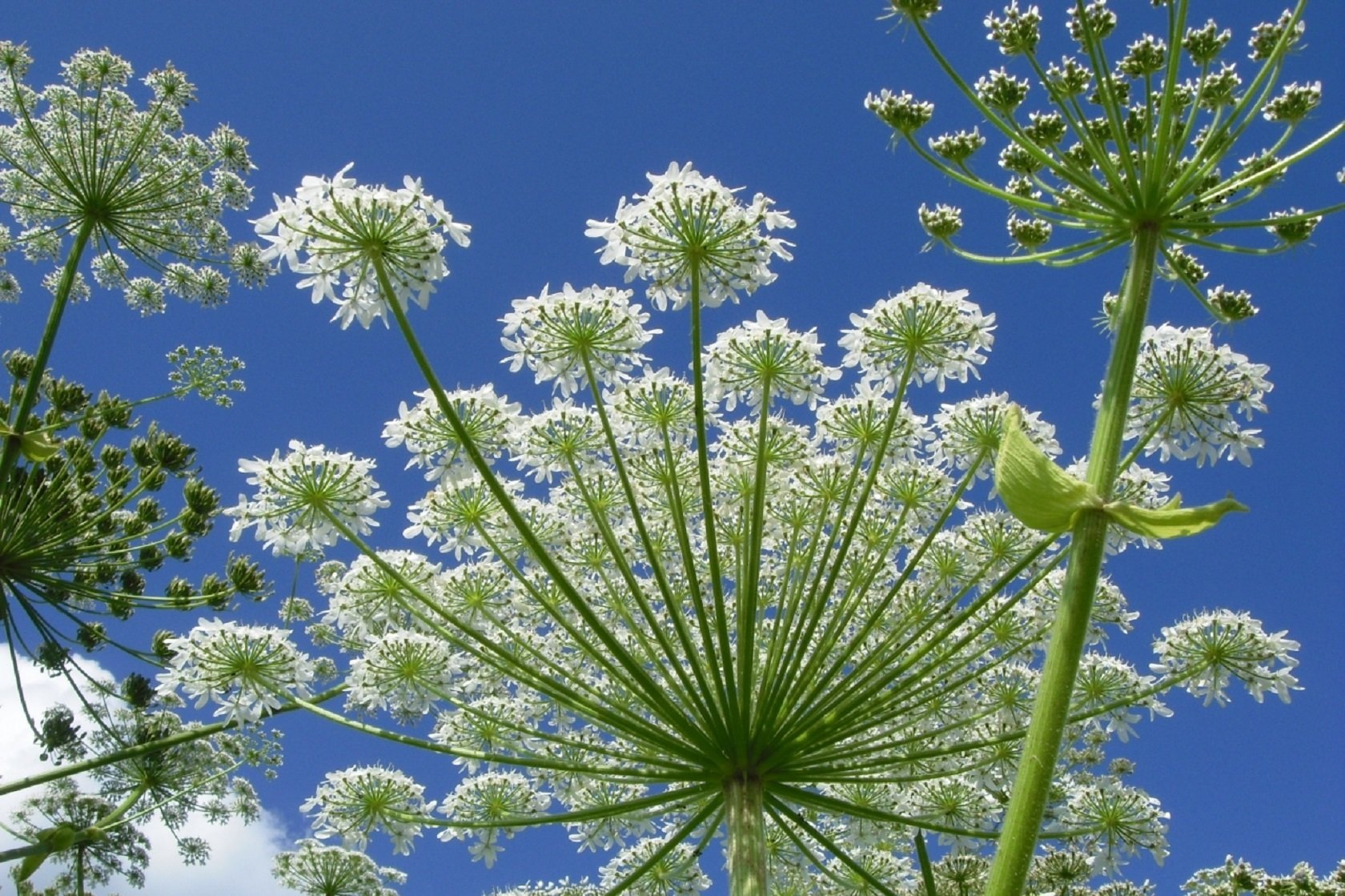 Растения это. Зонтичные (Umbelliferae(Apiaceae)). Борщевик семейство зонтичные. Борщевик и укроп. Цветок зонтичные Apiaceae.