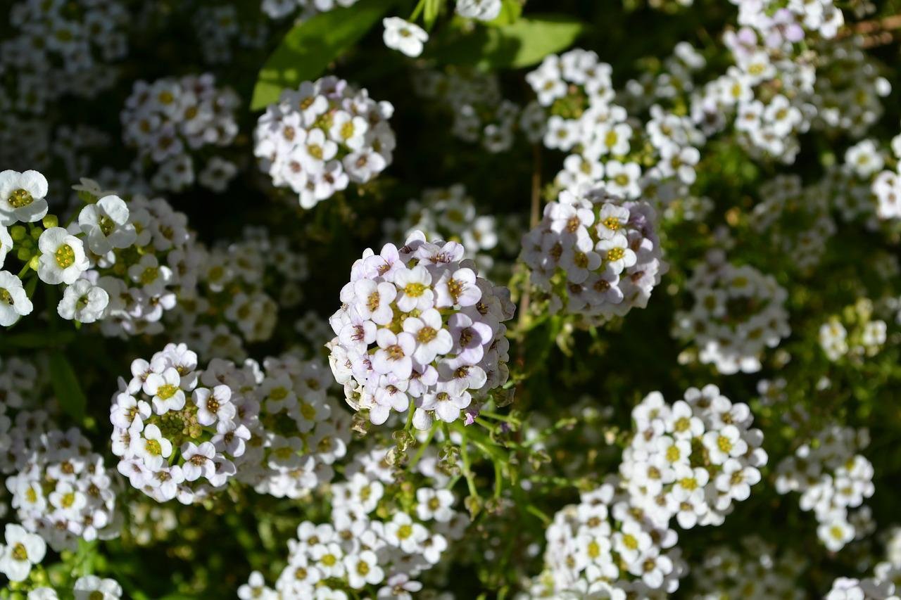 Алиссум Каменник