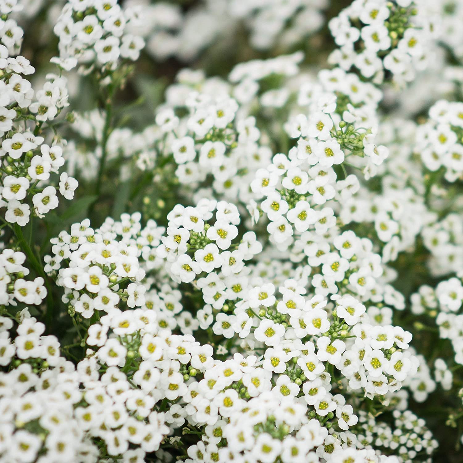 Цветок алиссум фото. Алиссум лобулярия. Алиссум Lobularia maritima. Алиссум Вондерленд Вайт. Лобулярия Приморская алиссум.