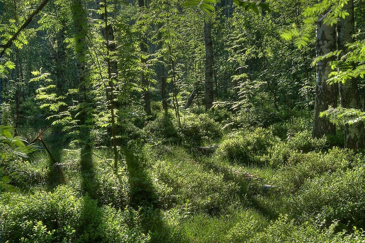 Кустарники в лесу. Кусты в лесу. Густой кустарник в лесу. Кустарники смешанного леса. Лиственные кустарники в лесу.