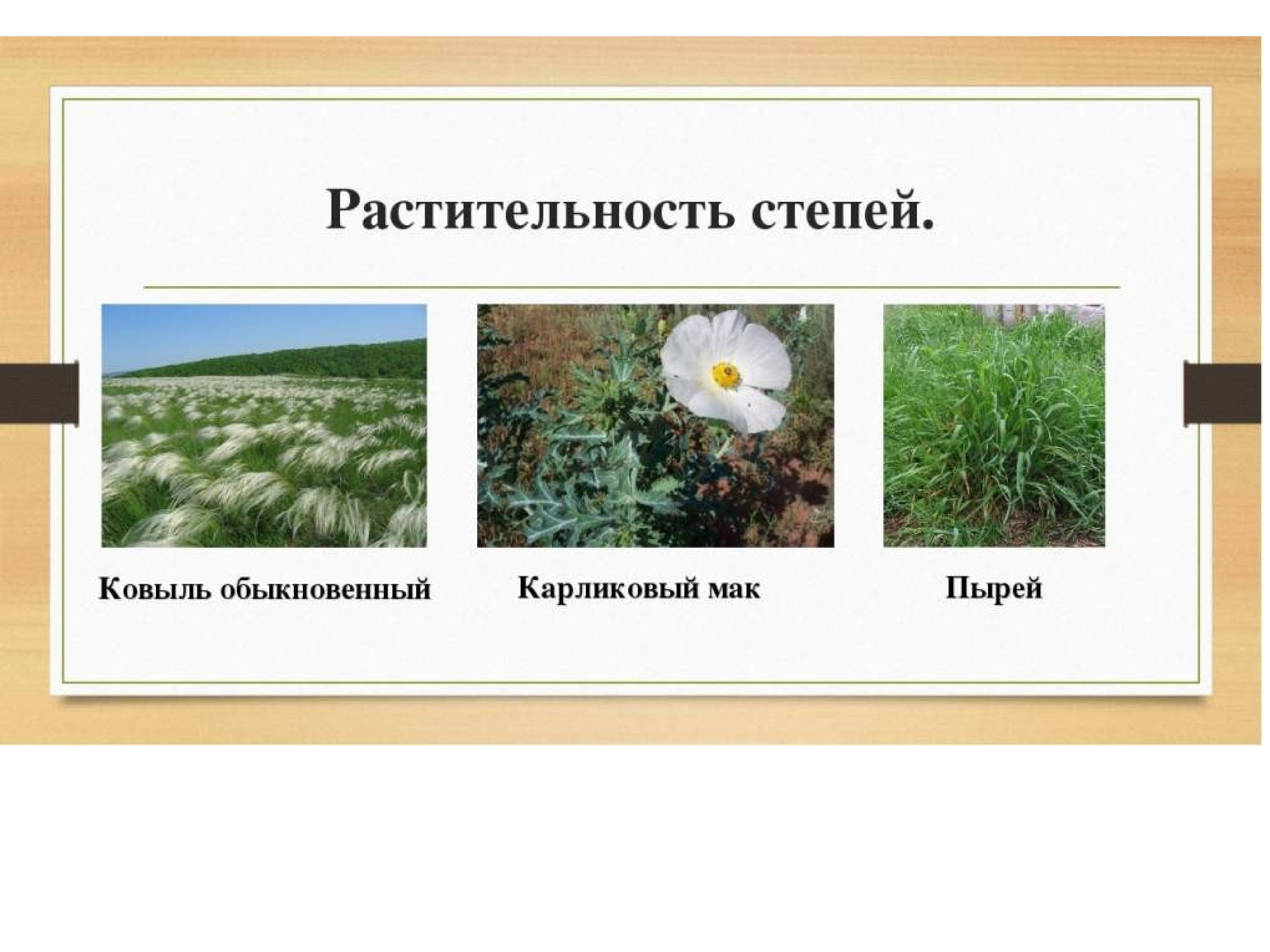 Природные компоненты степи. Растительность лесостепи и степи. Лесостепная зона растительный мир. Растительный мир лесостепи в России.