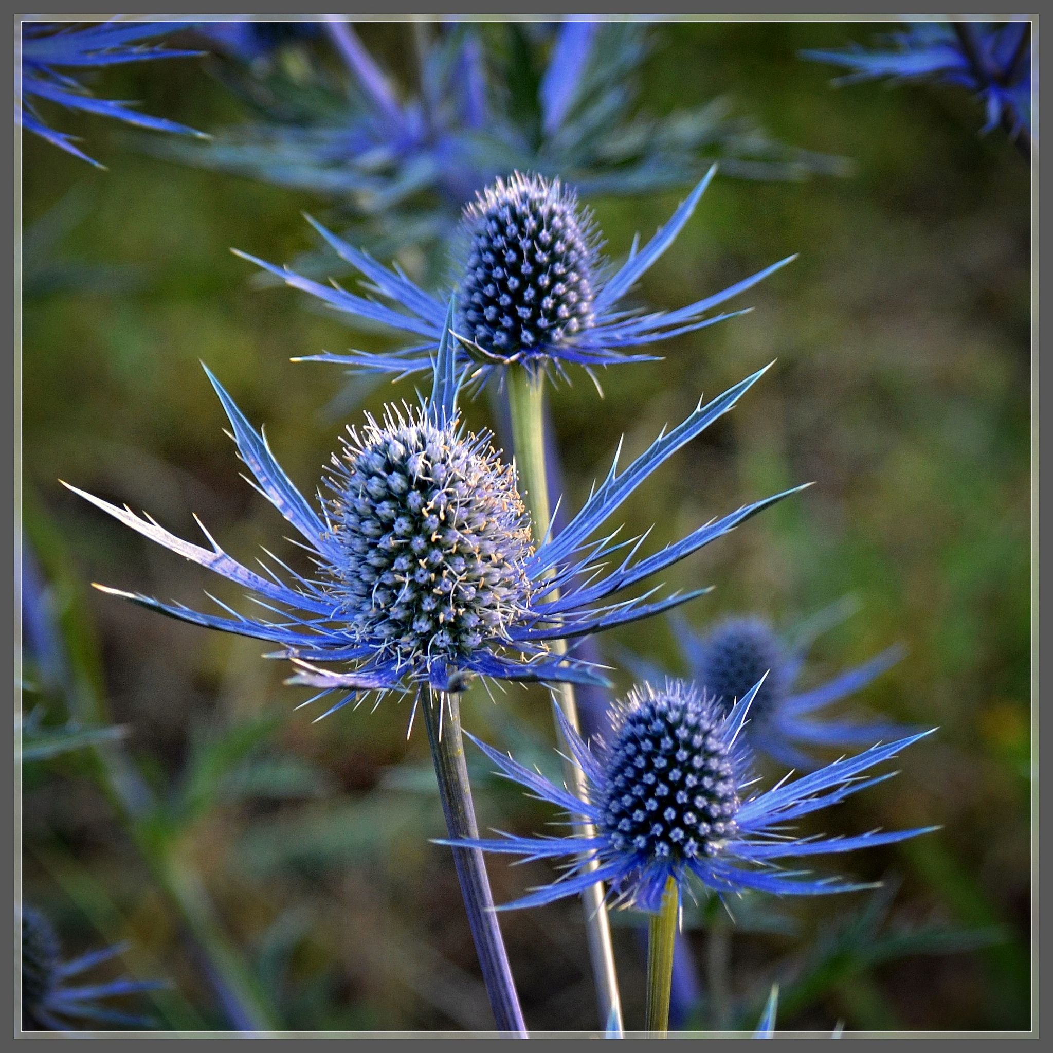 Синие Колючие Цветы