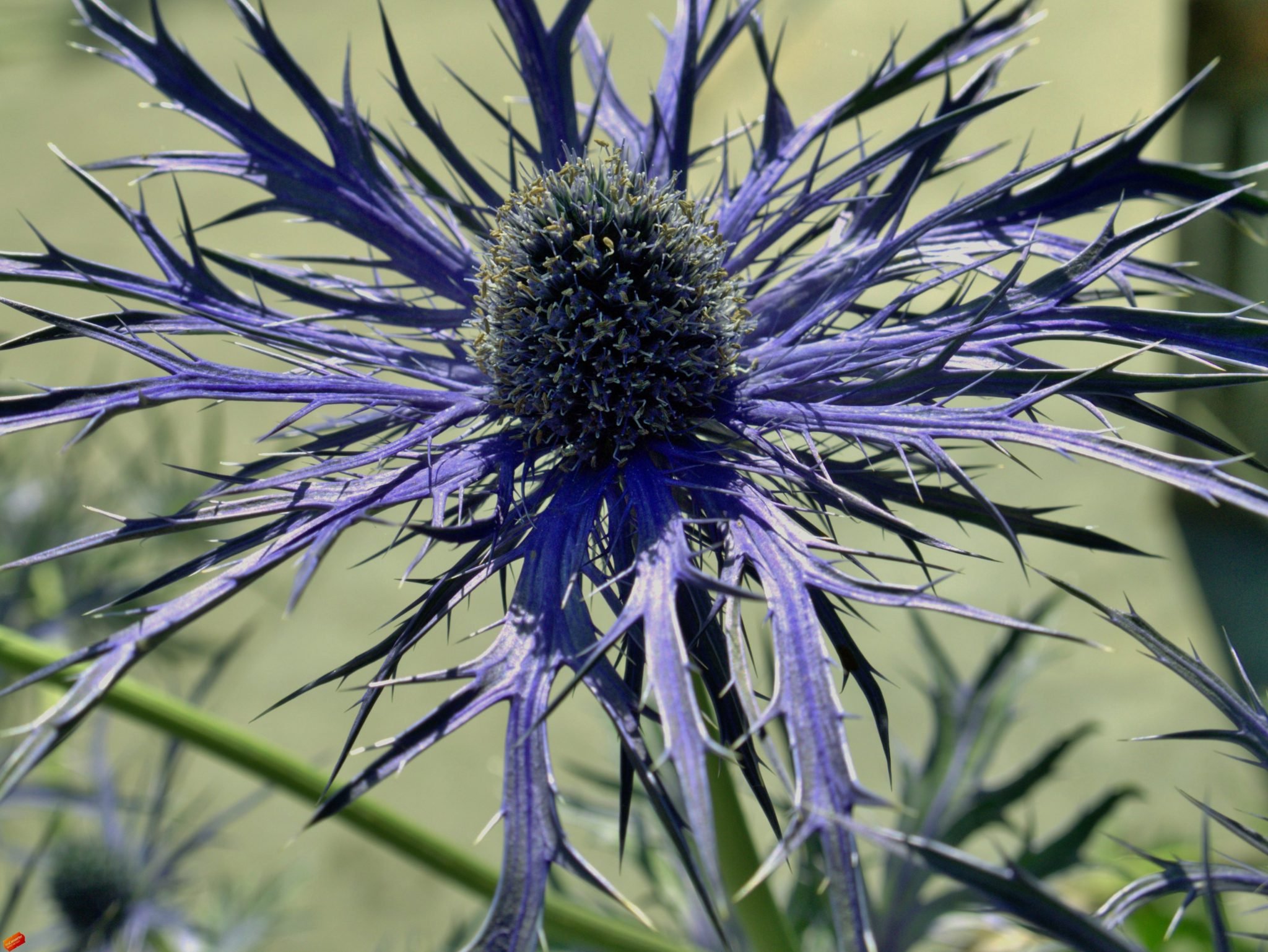 Синеголовник (Eryngium)