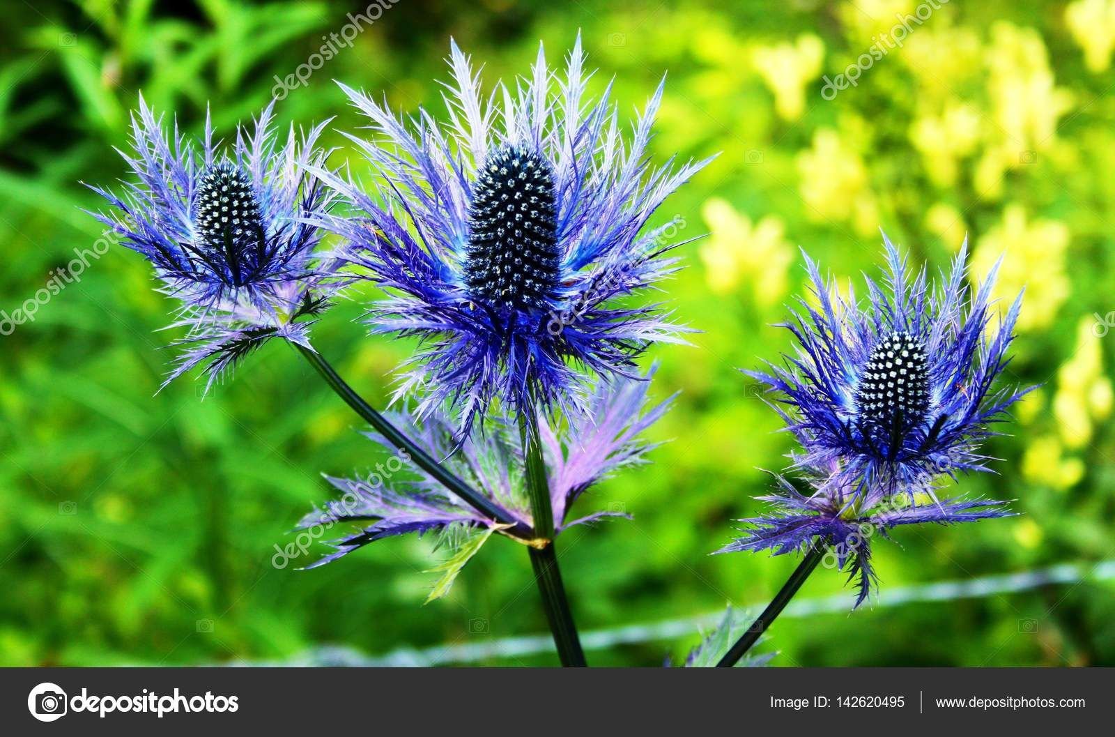Колючее Растение С Синими Цветами