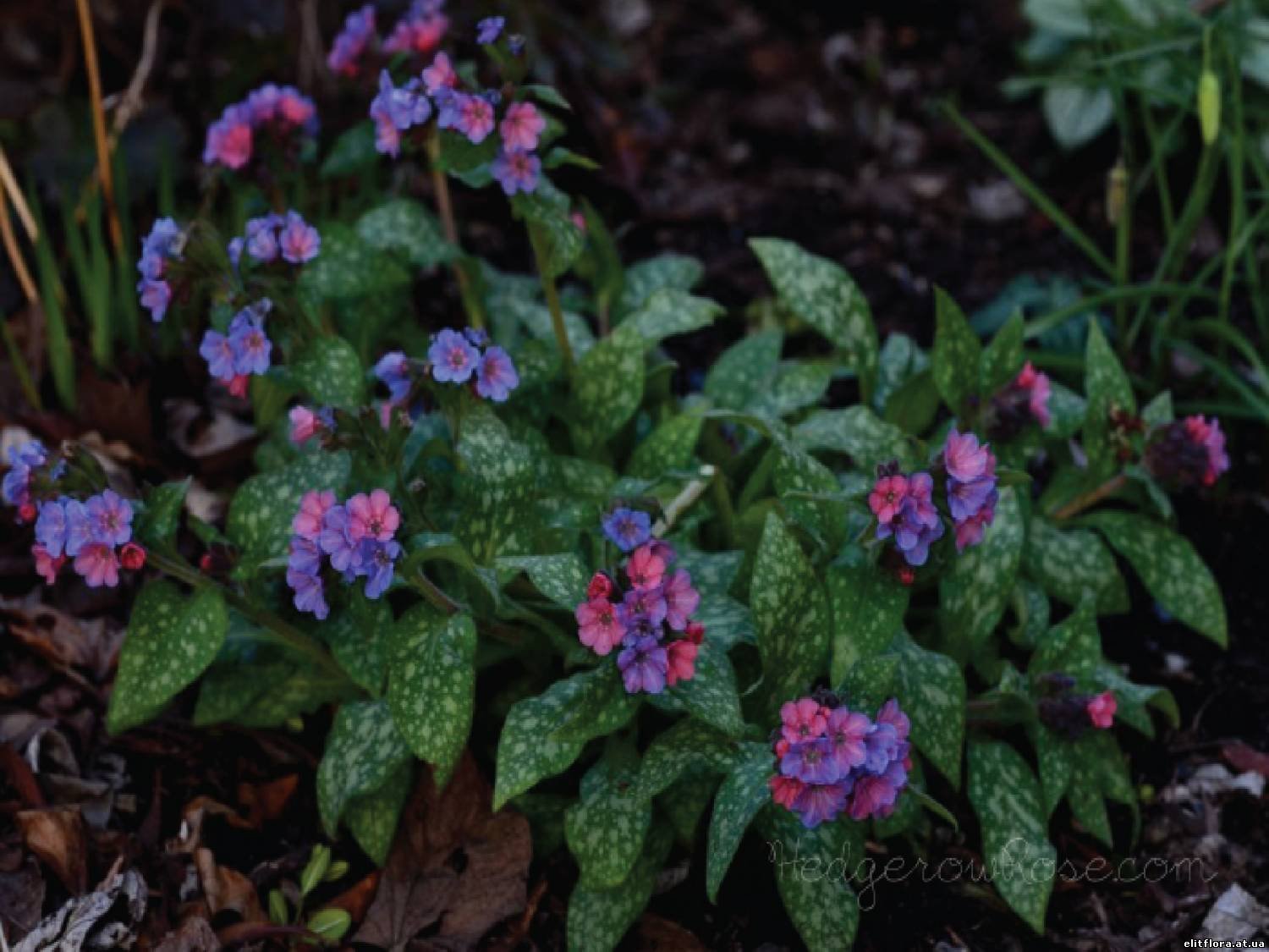 Медуница садовая фото. Медуница сахарная \ Pulmonaria saccharata. Медуница (Pulmonaria). Медуница Марджери Фиш.