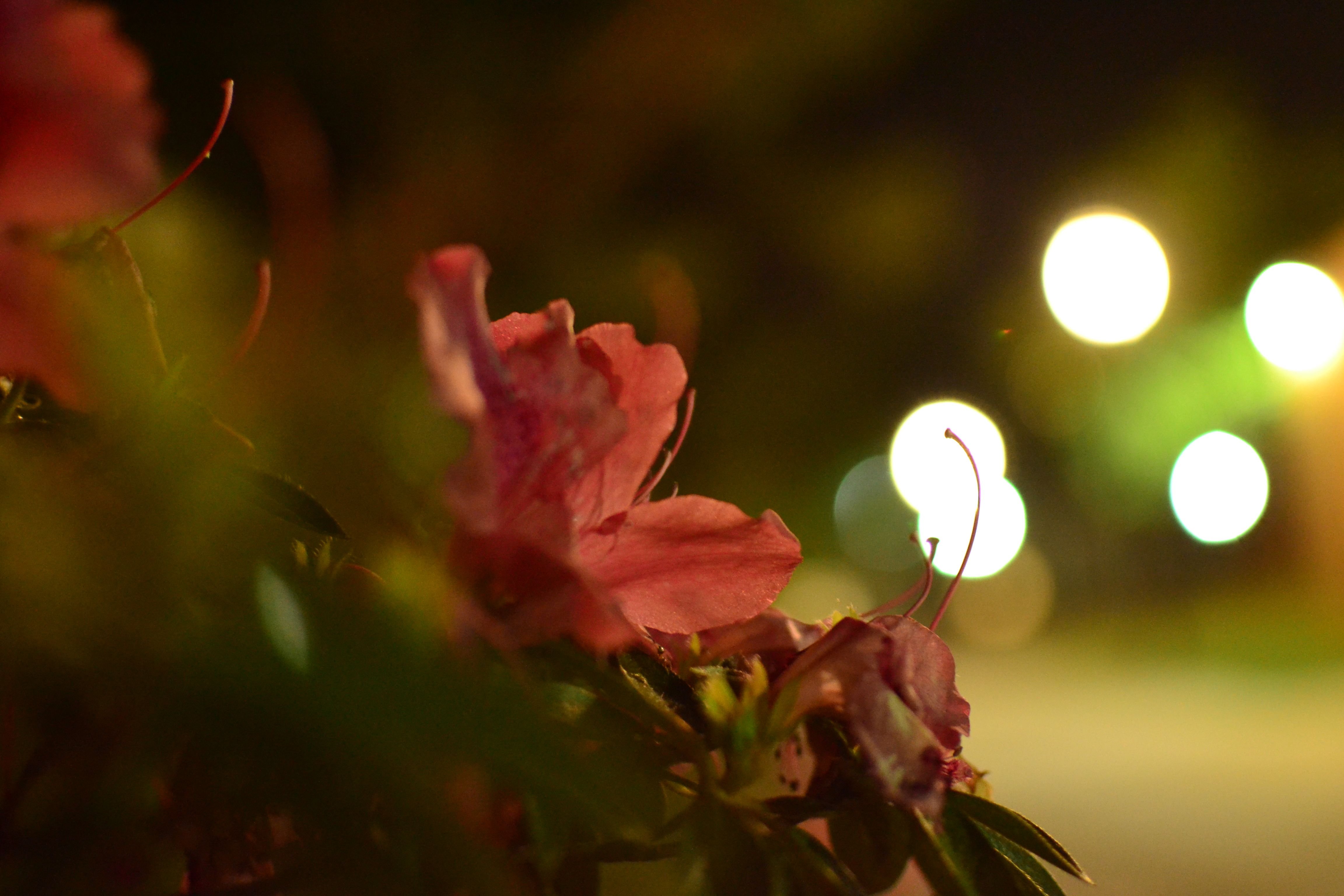 Работа ночь цветы. Ночной цветок. Цветы ночью. Растения ночью. Цветок ночной полет.