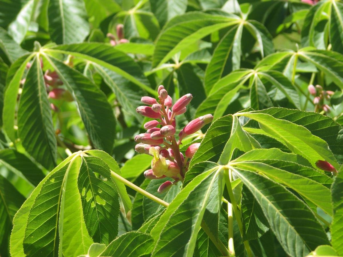 Каштан павия. Конский каштан Павия. Aesculus Pavia rosea Nana.