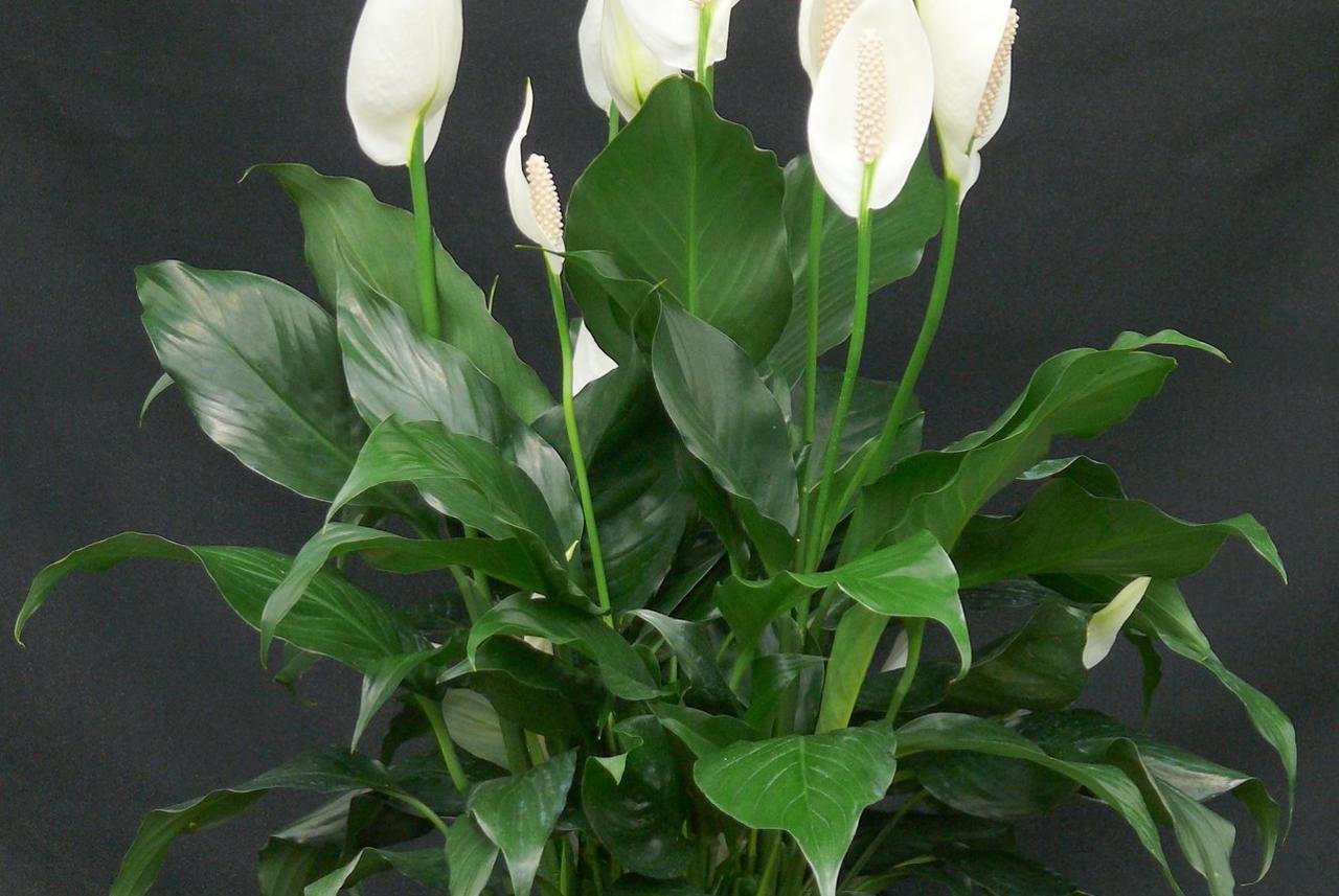 Цветок в горшке женское счастье как ухаживать. Spathiphyllum wallisii. Спатифиллум геликониелистный. Спатифиллум ложковидный. Спатифиллум цветок женского счастья.