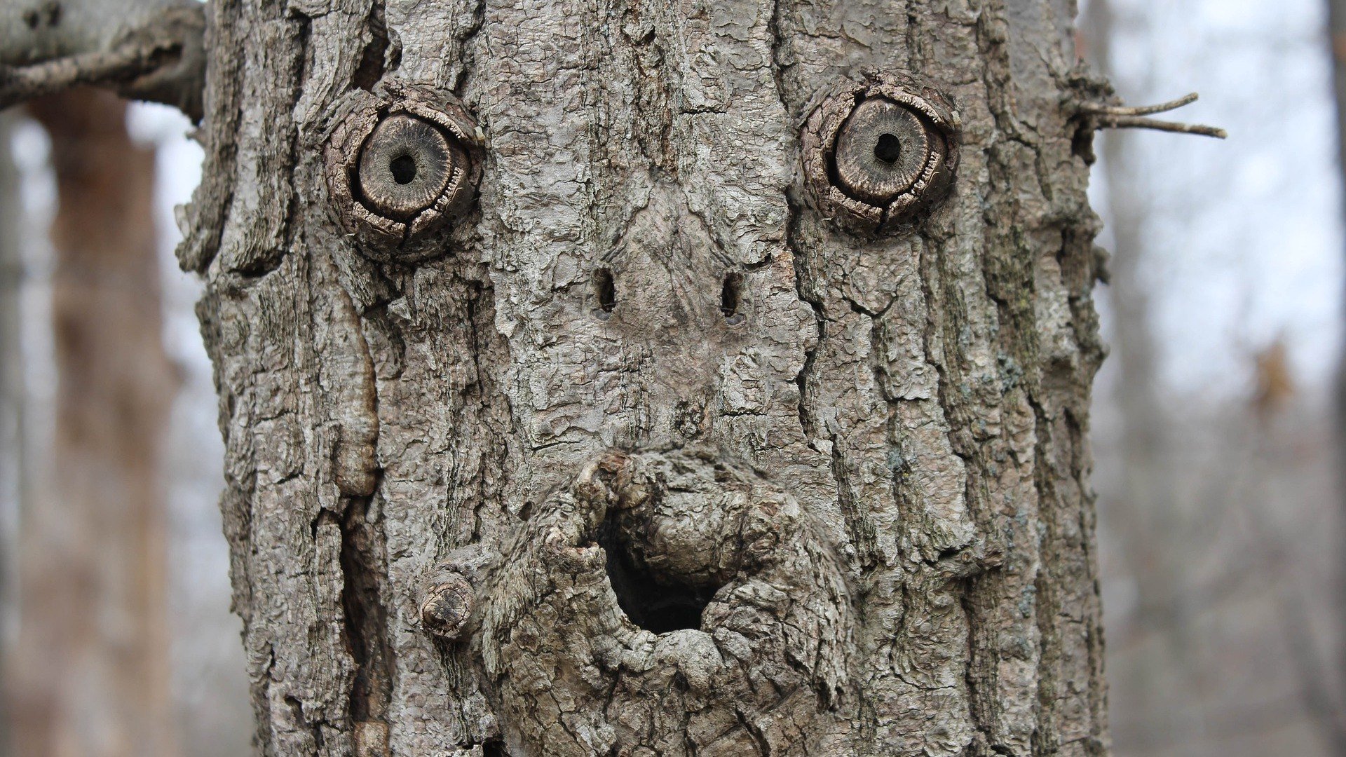 Tree face