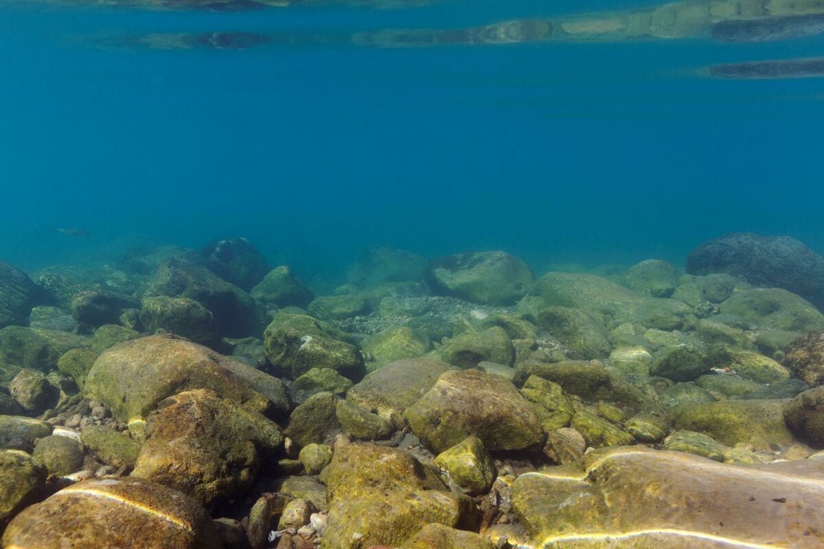 Водоросли в реке под водой