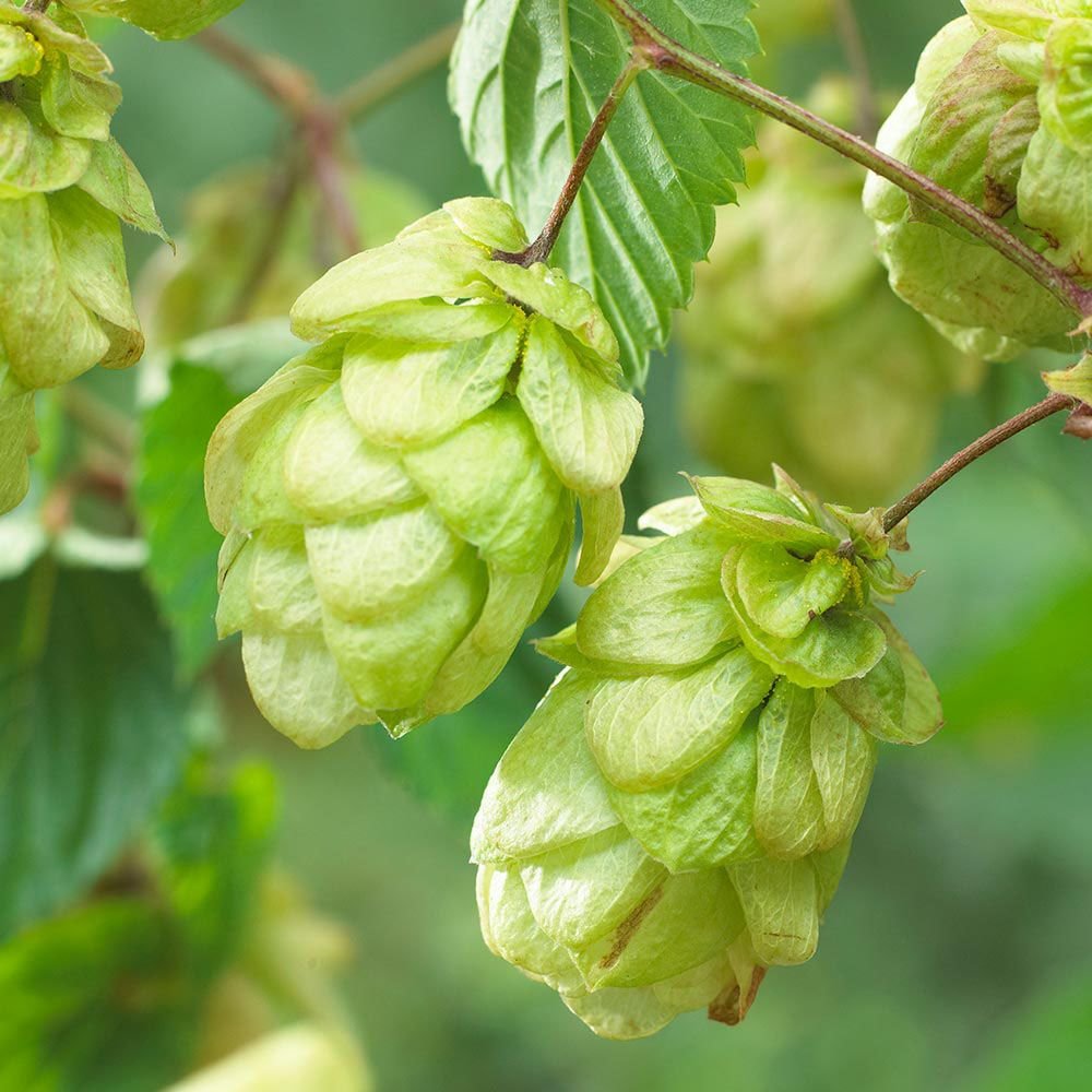 Соплодия хмеля. Humulus lupulus. Хмель Экуанот. Хмель кустарник.