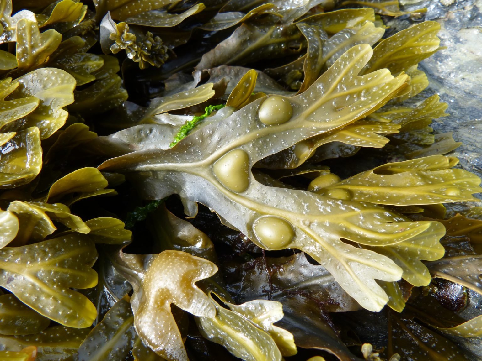 Фукус везикулозус камнеломка. Водоросли фукус. Водоросли белого моря Кемь фукус.