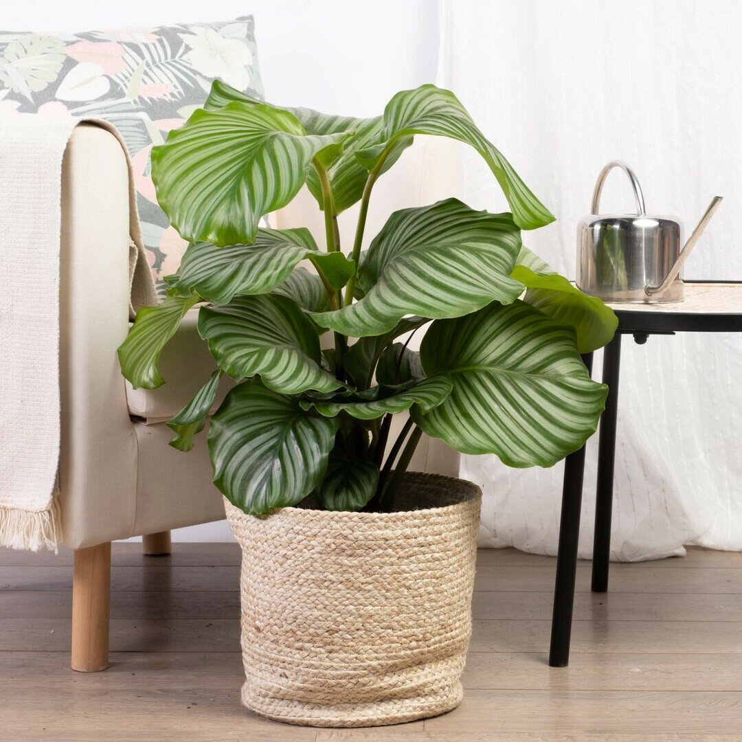 Calathea орбифолия