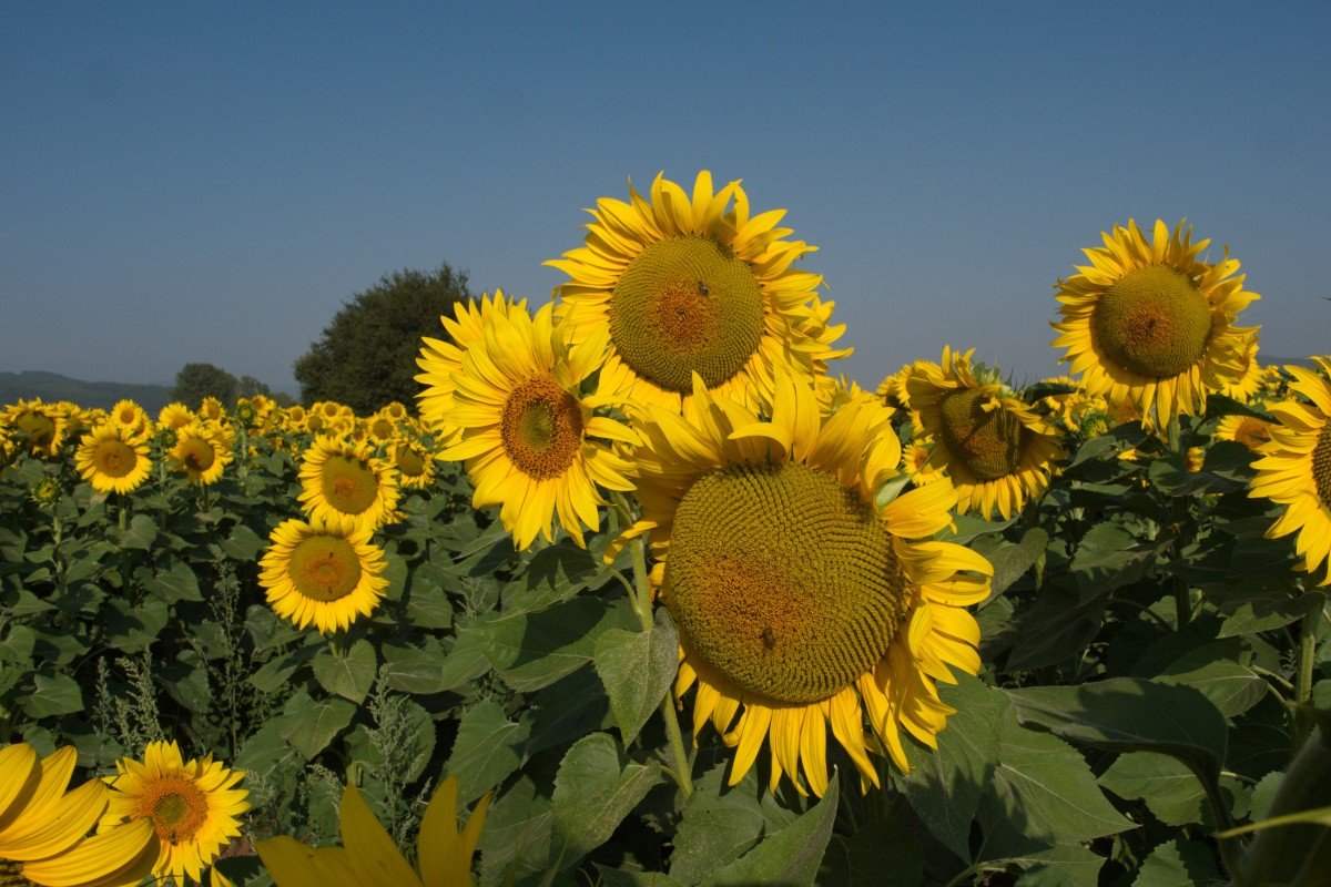 Подсолнух культура. Подсолнечник 'giant Sungold'. Helianthus annuus. Урожай подсолнухов. Голубой подсолнух.