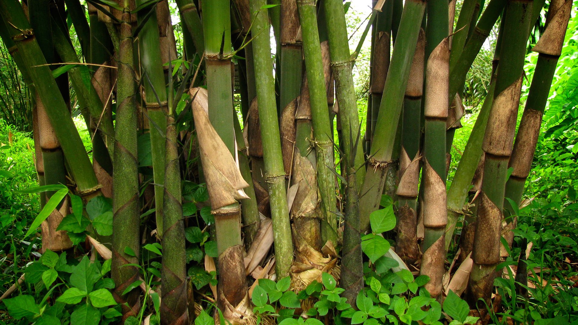 Бамбук в среднем вырастает. Бамбук садовый широколистный. Бамбук Dendrocalamus brandisii. Бамбук листоколосник. Бамбук садовый широколистный декоративный.
