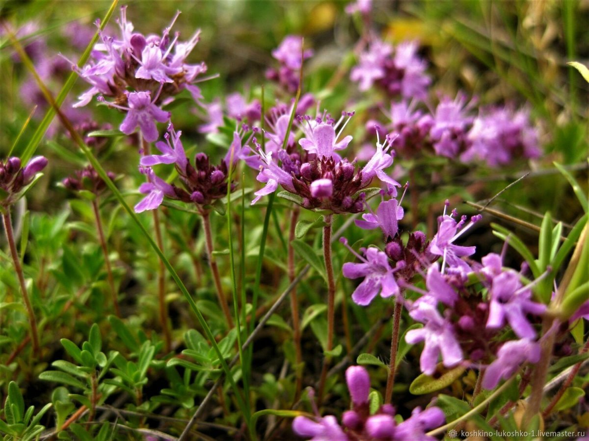 Название богородской травы. Тимьян ползучий чабрец Богородская трава. Thymus serpyllum. Трава тимьяна ползучего. Тимьян Богородская трава.