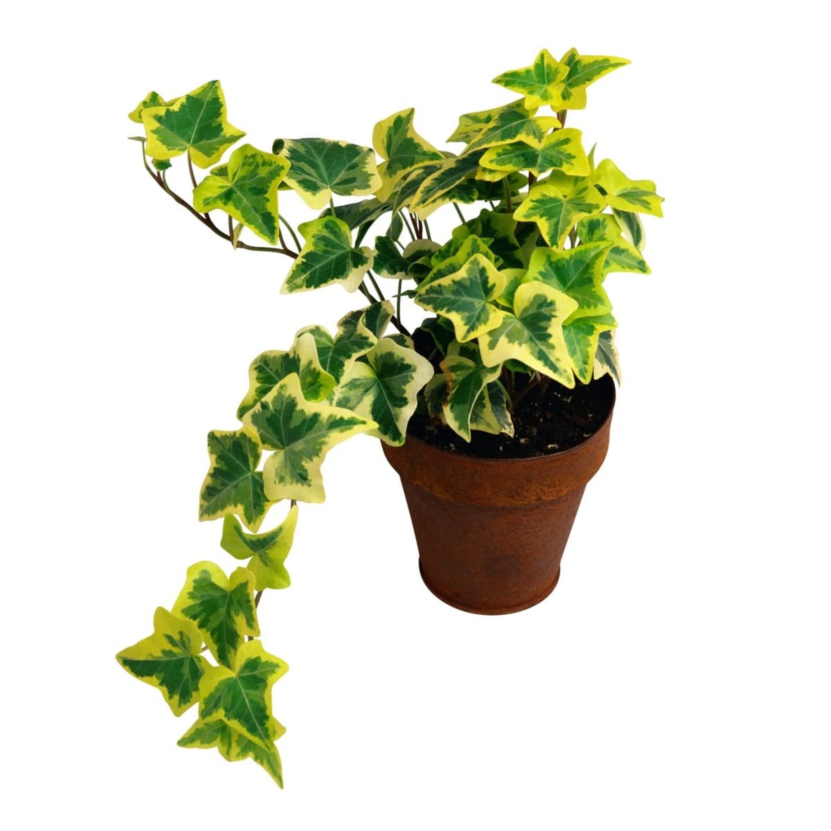 Плющ Hedera Helix листья