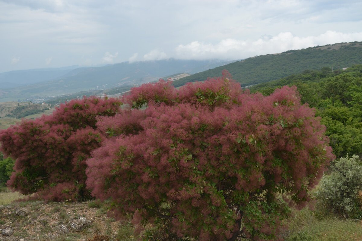 Скумпия в крыму фото