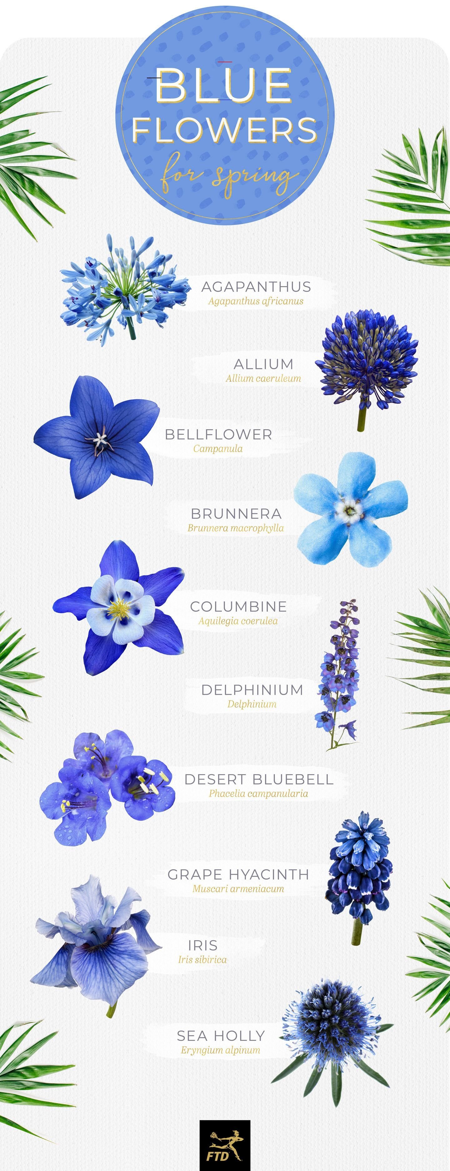 Синие цветы на языке цветов. Синие цветы. Синие цветы названия. Цветы синего цвета названия. Голубые цветы названия.