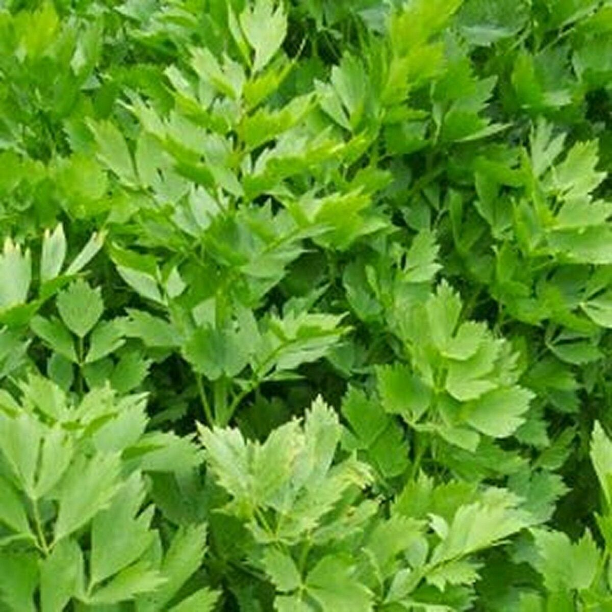 Levisticum officinalis польза и вред