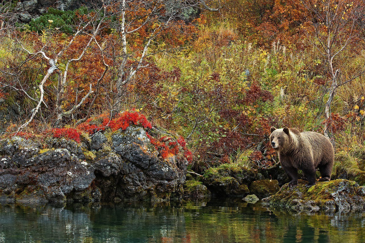 Вокруг была дикая природа. Остров Саманг Курильское озеро. Архипелаг Саманг. Саманг Камчатка. Бурый медведь Байкальский заповедник.