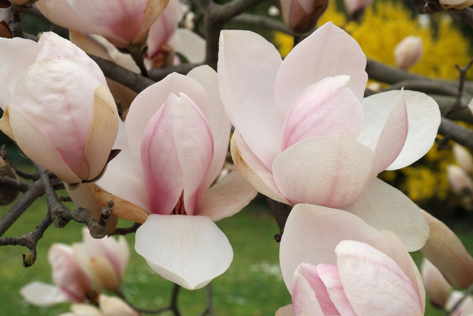 Магнолия суперба. Магнолия Суланжа (Magnolia soulangeana). Магнолия Суланжа Линней.