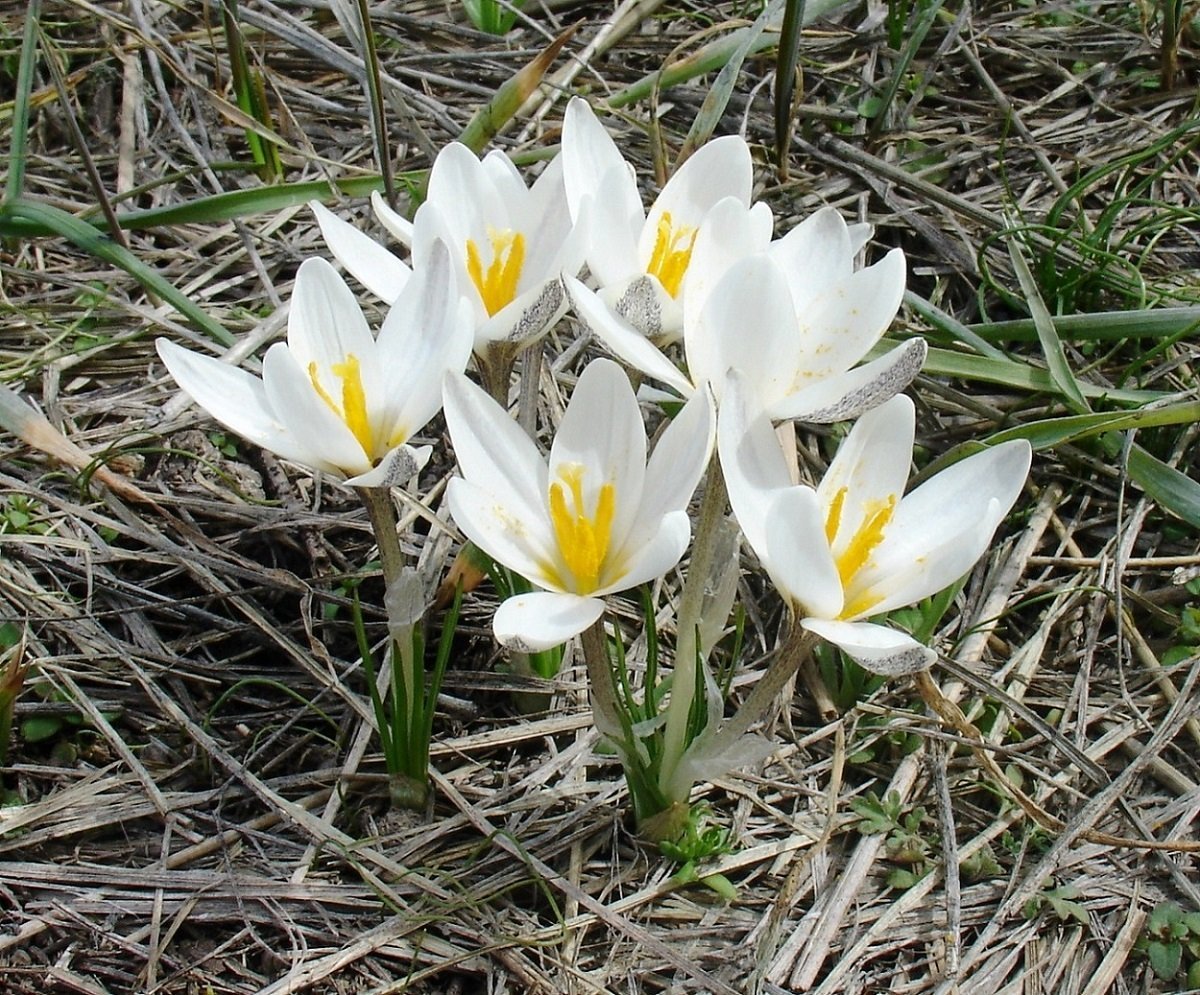 Белый лебедь крокус. Байчечекей гулу. Растение белые крокусы. Первоцвет Крокус белый. Крокус весенний белый.