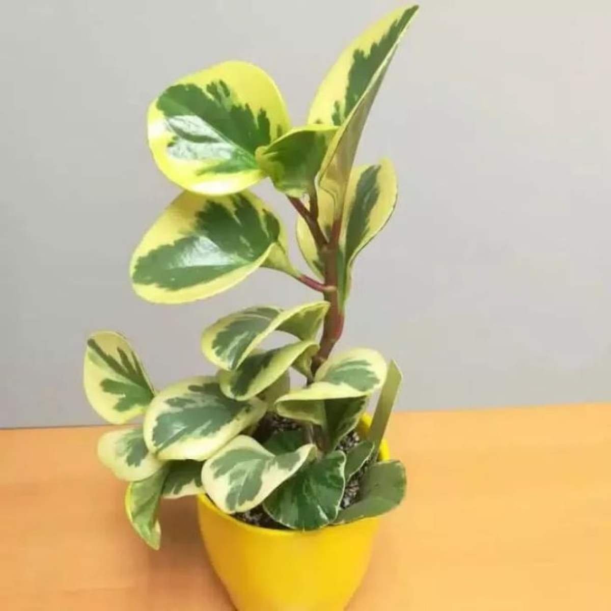 Пеперомия obtusifolia variegata