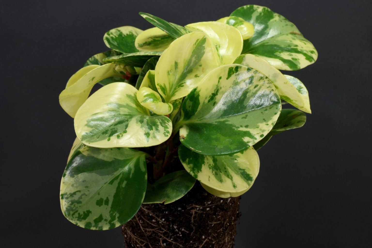 Пеперомия obtusifolia variegata