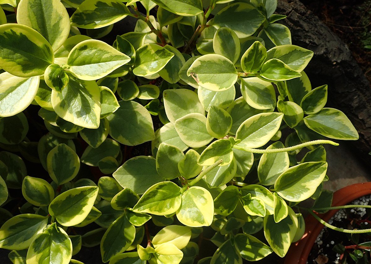 Пеперомия obtusifolia variegata