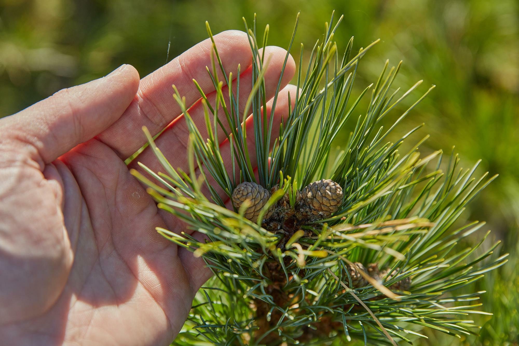 Томский кедр. Сибирский кедр. Сосна Кедровая Сибирская. Pinus sibirica шишки. Сосна Кедровая микростробилы.