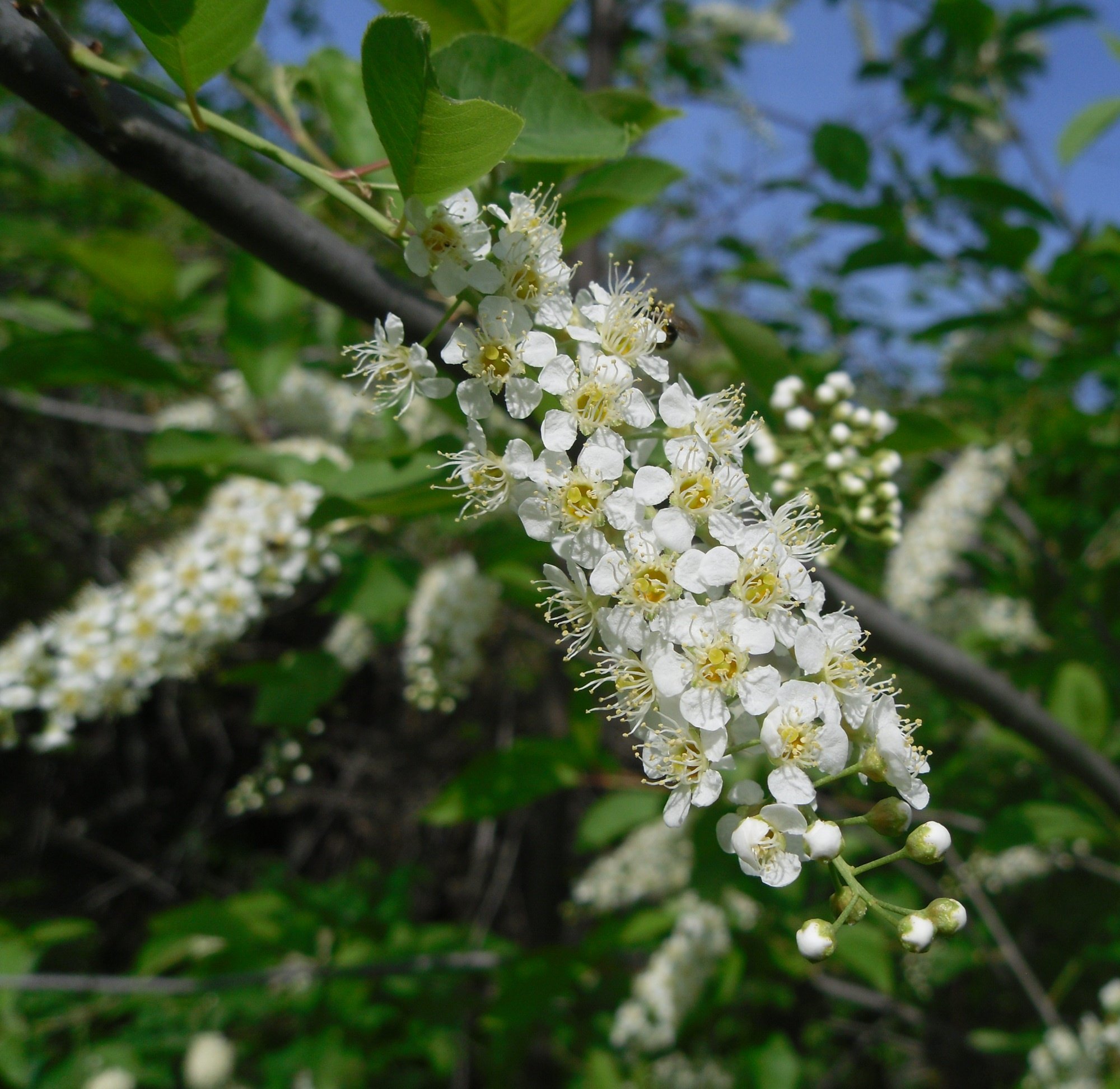Белая черемушка. Черёмуха обыкновенная дерево. Черемуха Маака цветение. Белая черемуха ягоды. Черемуха дерево с ягодами.