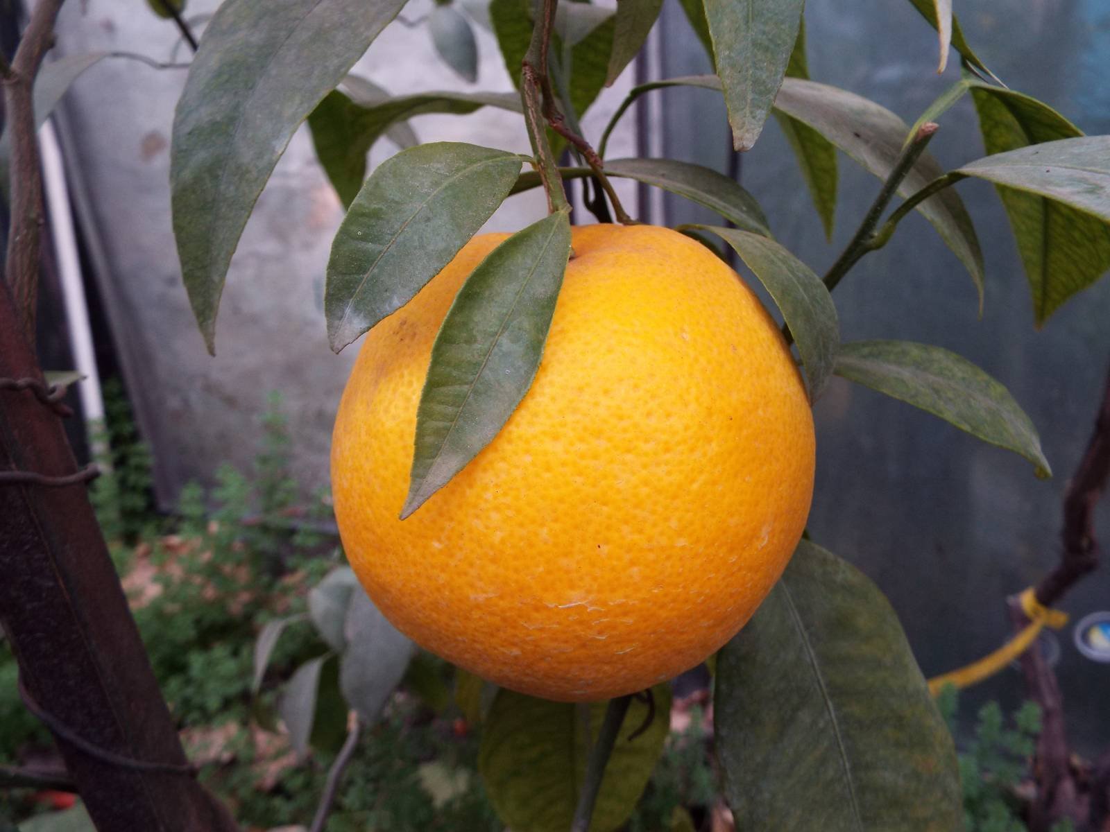 Гибрид лимона как называется. Танжело Минеола мандарин. Цитрус танжело. Минеола это гибрид мандарина и. Сорт мандарин Минеола.