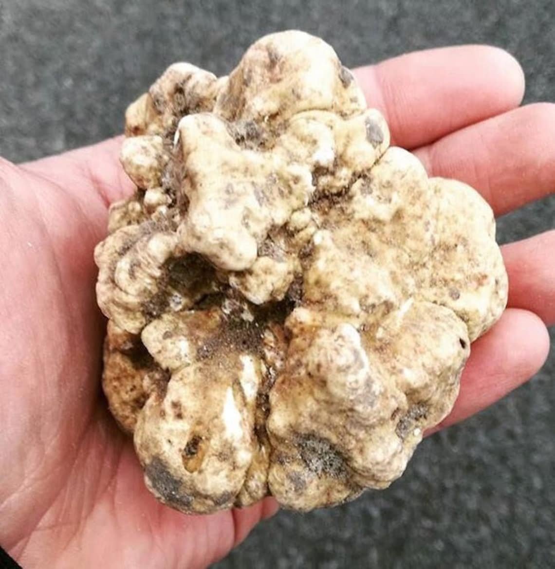 White truffle. Белый трюфель (Tuber magnatum Pico).. Домбалан трюфель. Tuber magnatum – трюфель итальянский.