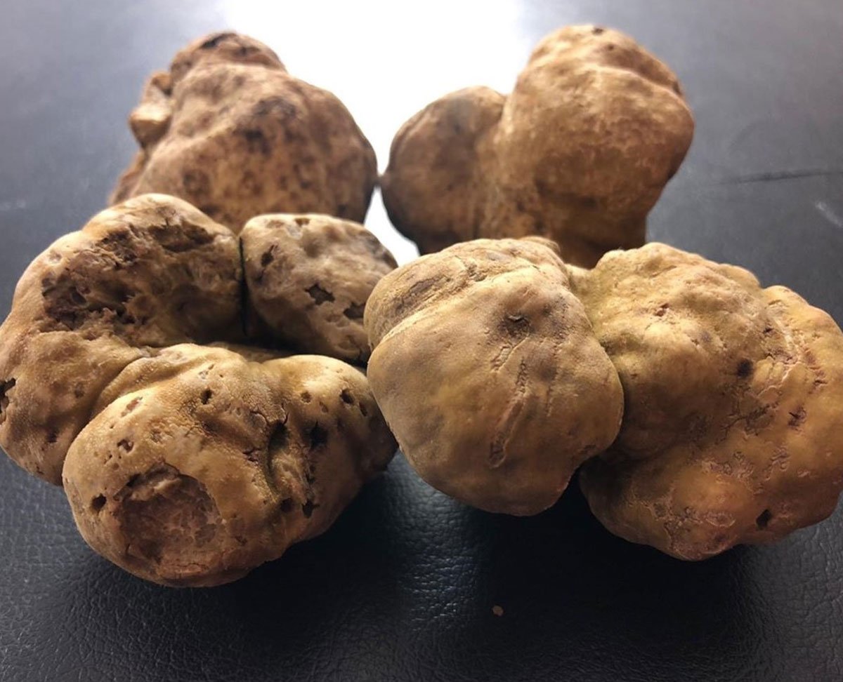 White truffle. Белый Тосканский трюфель. Земляной гриб трюфель. Сахарский трюфель. Трюфель пьемонтский.