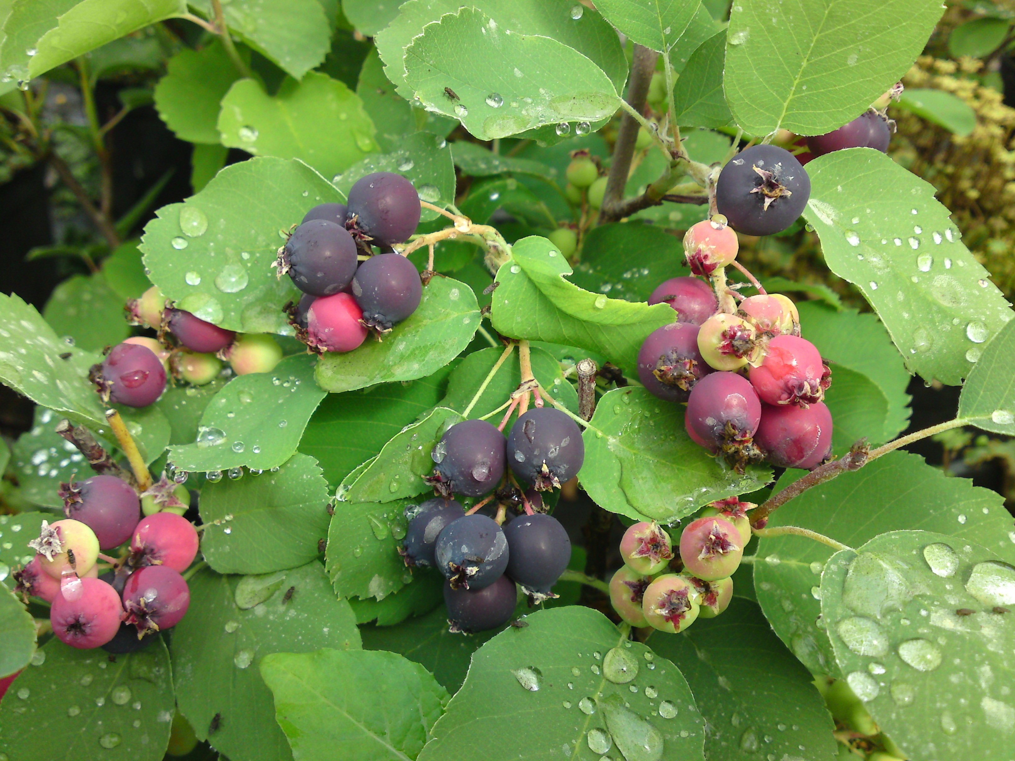 Свойства ирги. Ирга круглолистная (Amelanchier ovalis). Ирга ольхолистная Красноярская. Ирга круглолистная, обыкновенная.