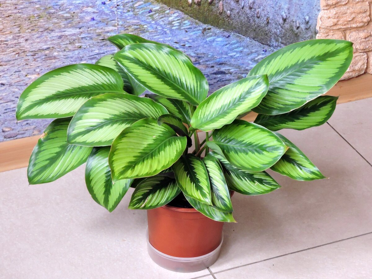 Calathea Majestica White Star Калатея Мажестика