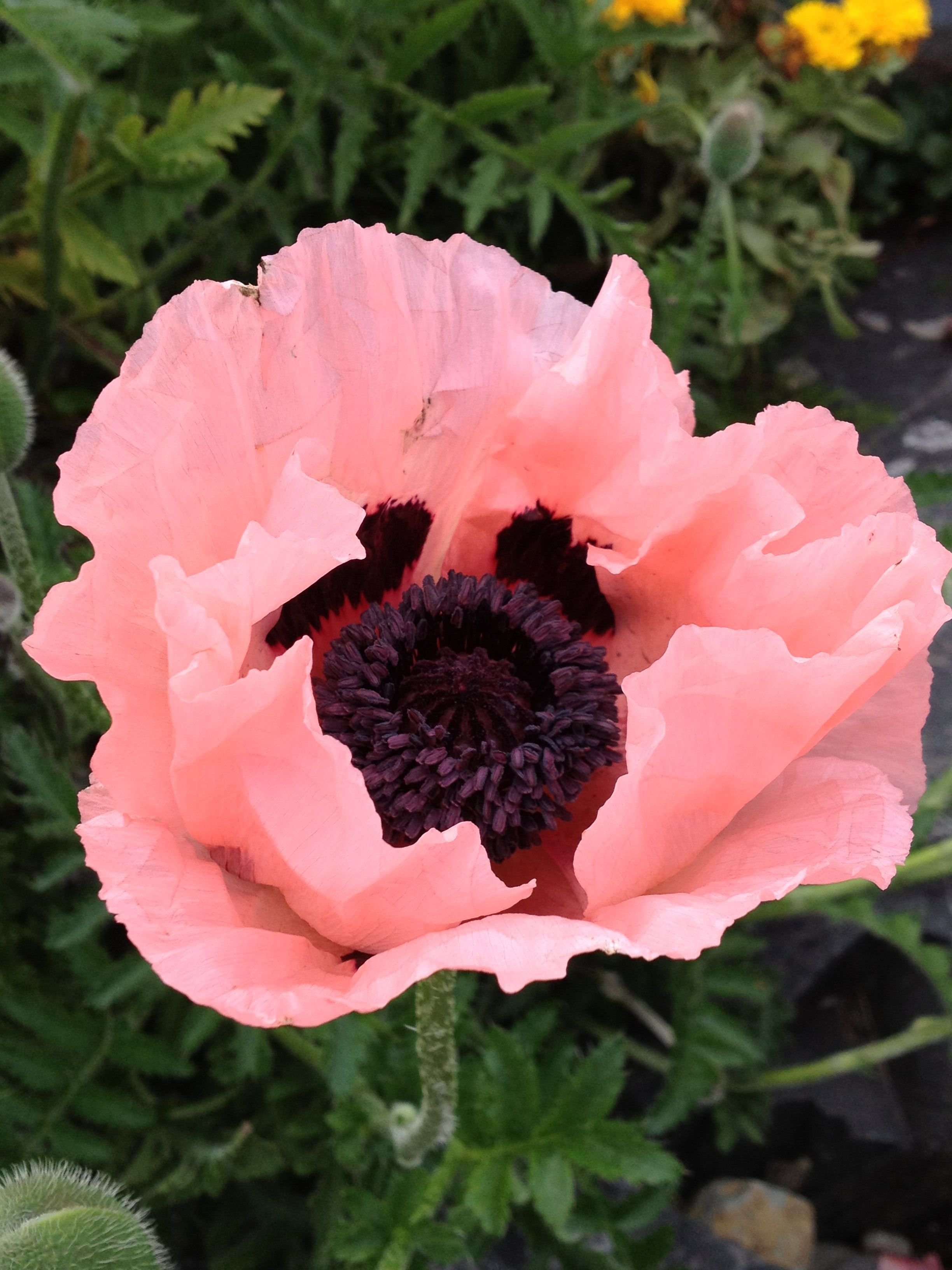 Мак декоративный pink pearl. Мак Papaver. Мак Papaver Caravel. Мак Восточный Papaver листья. Анемона корончатая де Кан.