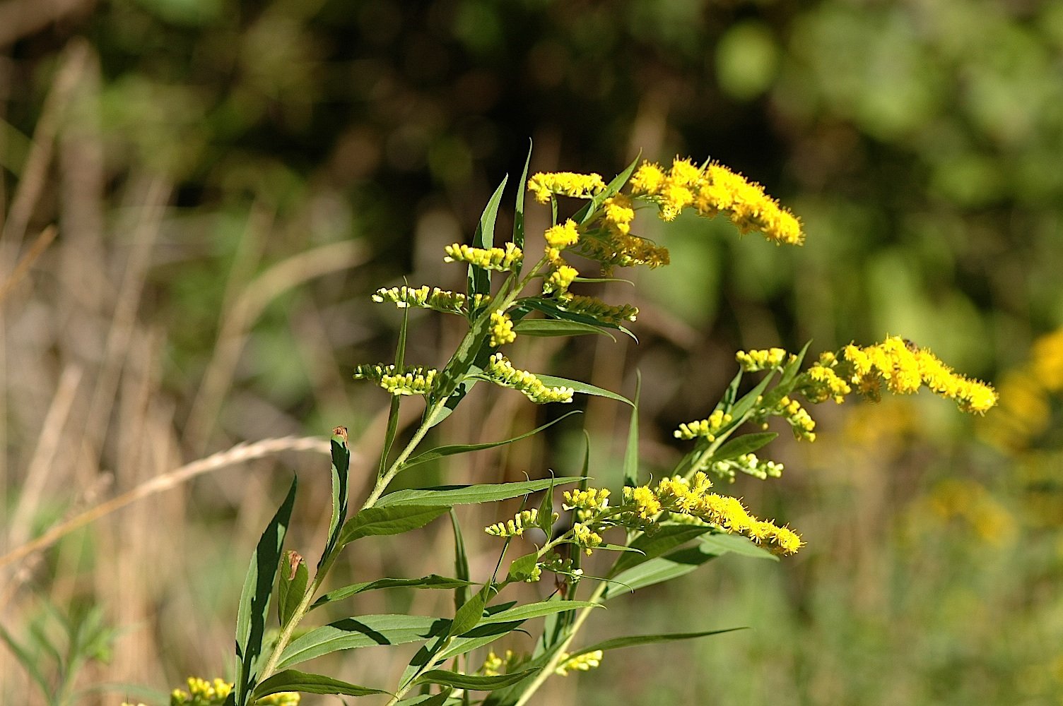 Solidago gigantea