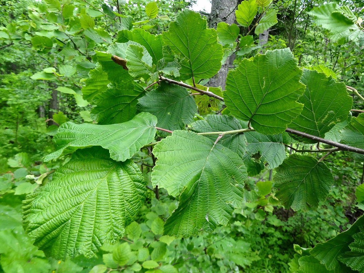 Осина лиственное растение. Ольха волосистая. Ольха пушистая (Alnus hirsuta). Ольха серая Alnus incana дерево. Ольха волосистая (Alnus hirsuta).
