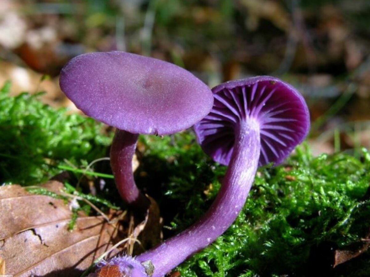 Фото их названия. Лаковица Аметистовая. Лаковица Аметистовая / Amethyst Deceiver. Laccaria amethystina. Рядовка Фиалковая Lepista Irina.