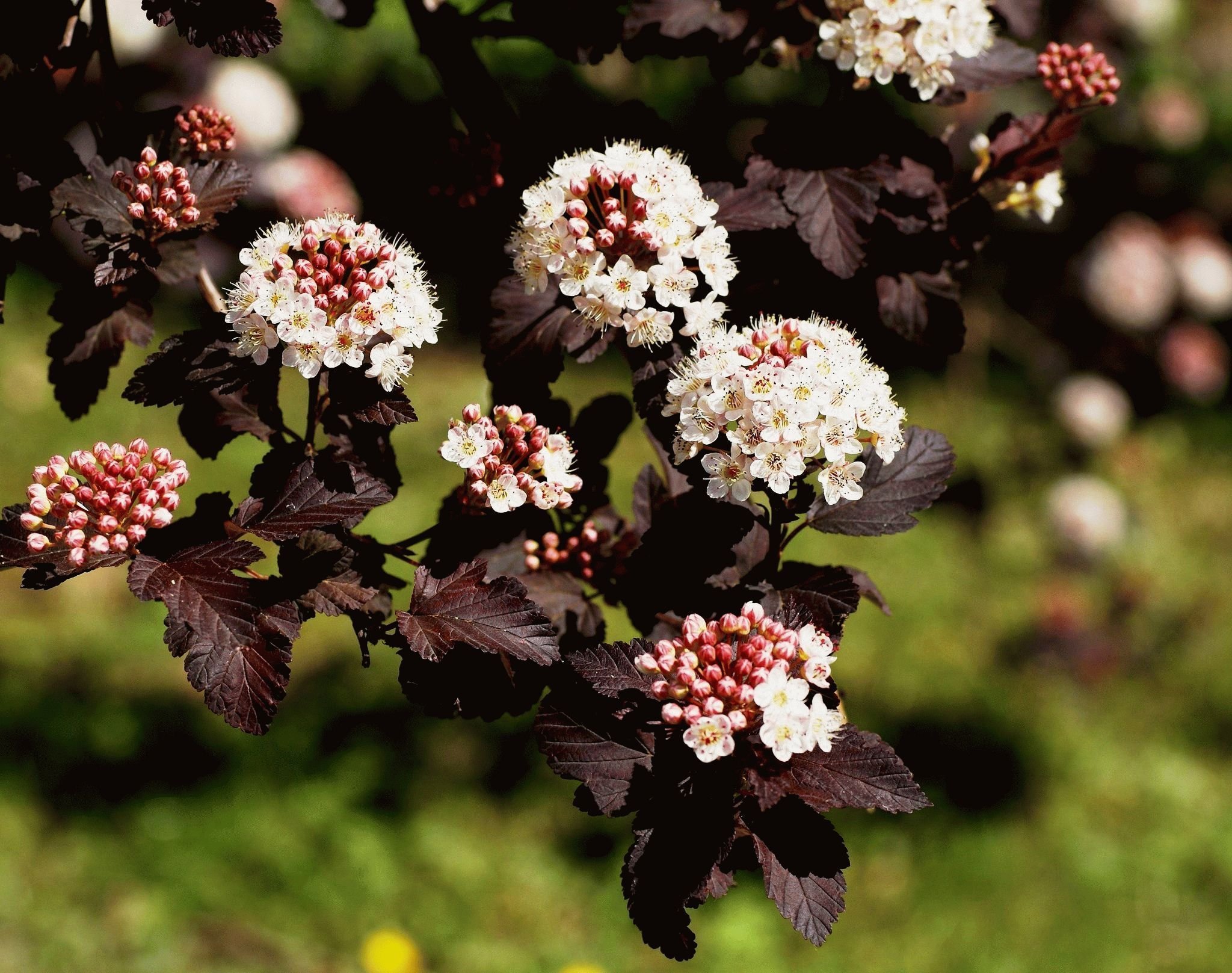 Пузыреплодник калинолистный "Диаболо". Пузыреплодник калинолистный (Physocarpus opulifolius `Diabolo`). Пузыреплодник калинолистный Diablo. Пузыреплодник калинолистный белые ягоды.