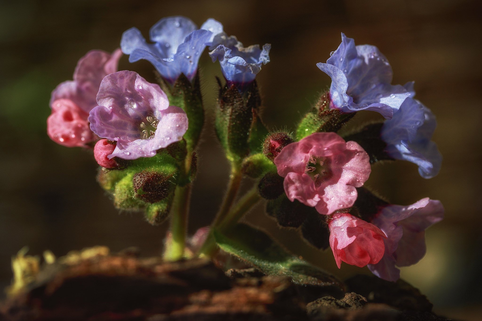 Pulmonaria officinalis