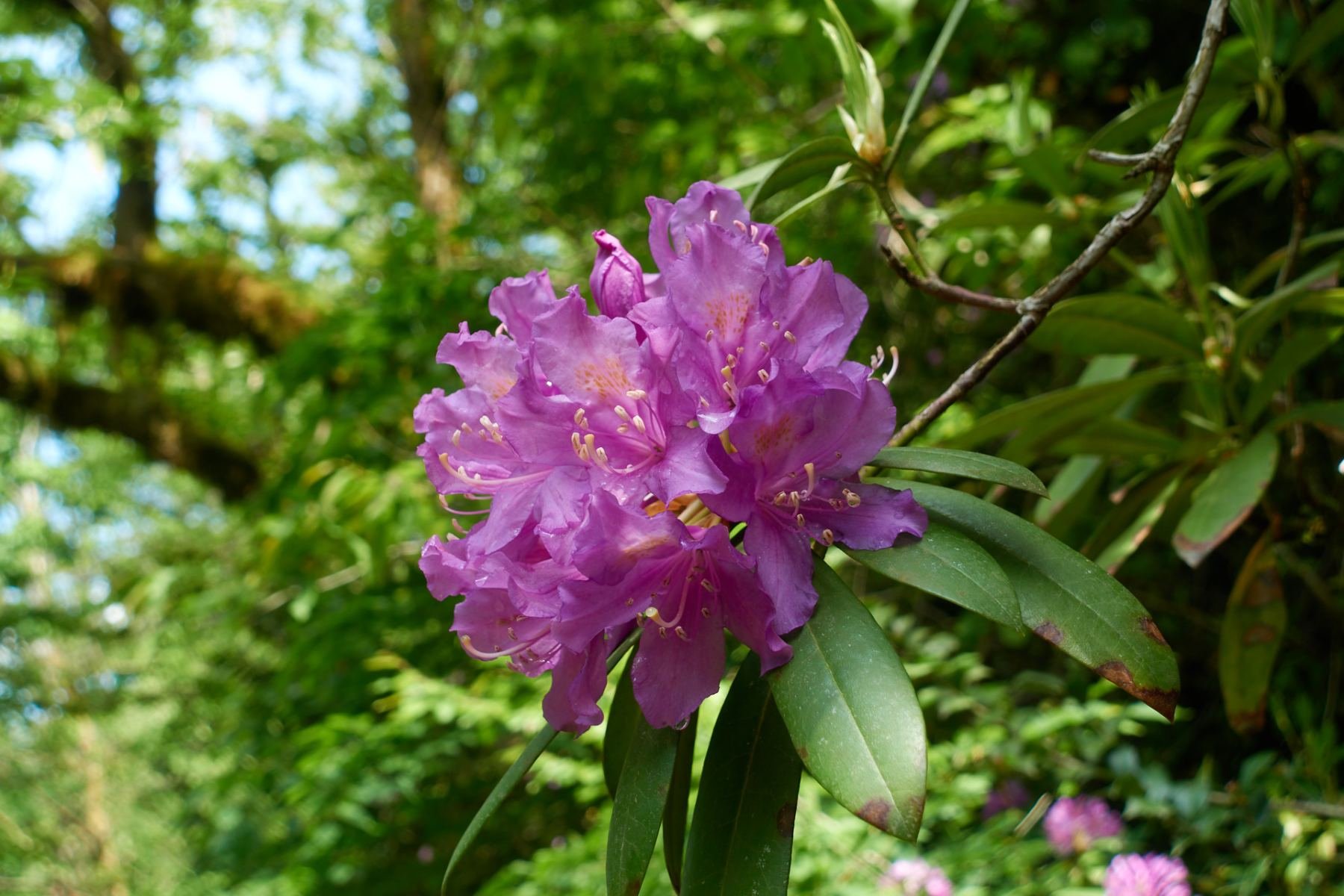 Rhododendron fortunei