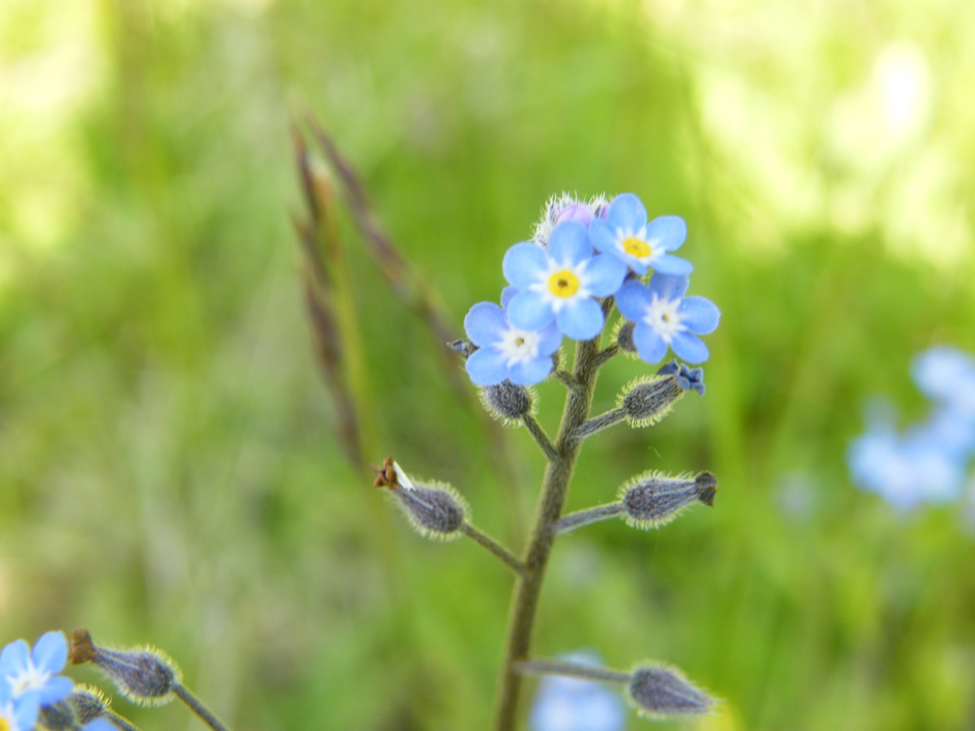 Незабудка чистки ютуб. Незабудка Полевая (Myosotis arvensis). Незабудка Енисейская. Незабудка Балтийская. Плод незабудки Болотной.