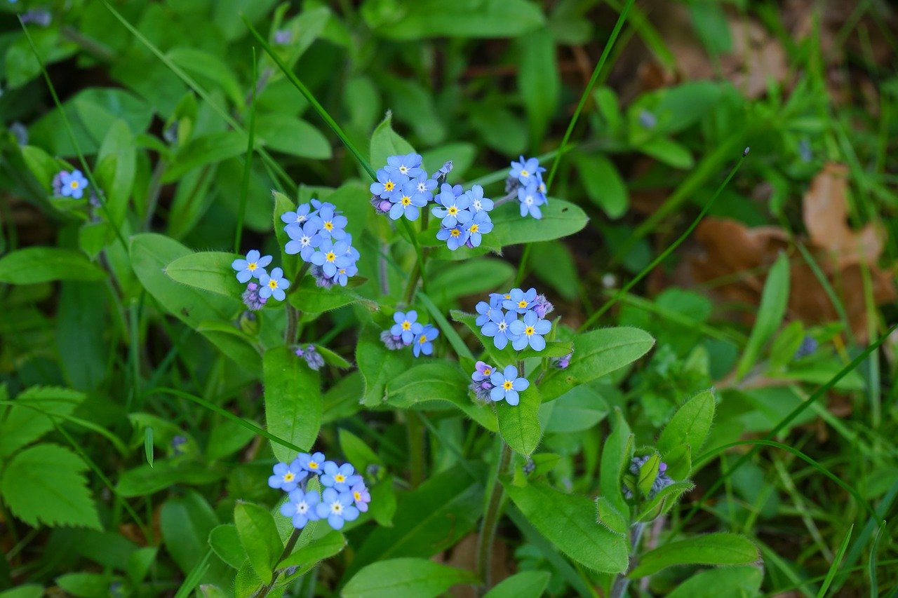 Трава незабудки. Незабудка Лесная Форгетминот. Незабудка Полевая (Myosotis arvensis). Незабудки Лесные цветы. Незабудка Лесная Myosotis sylvatica.